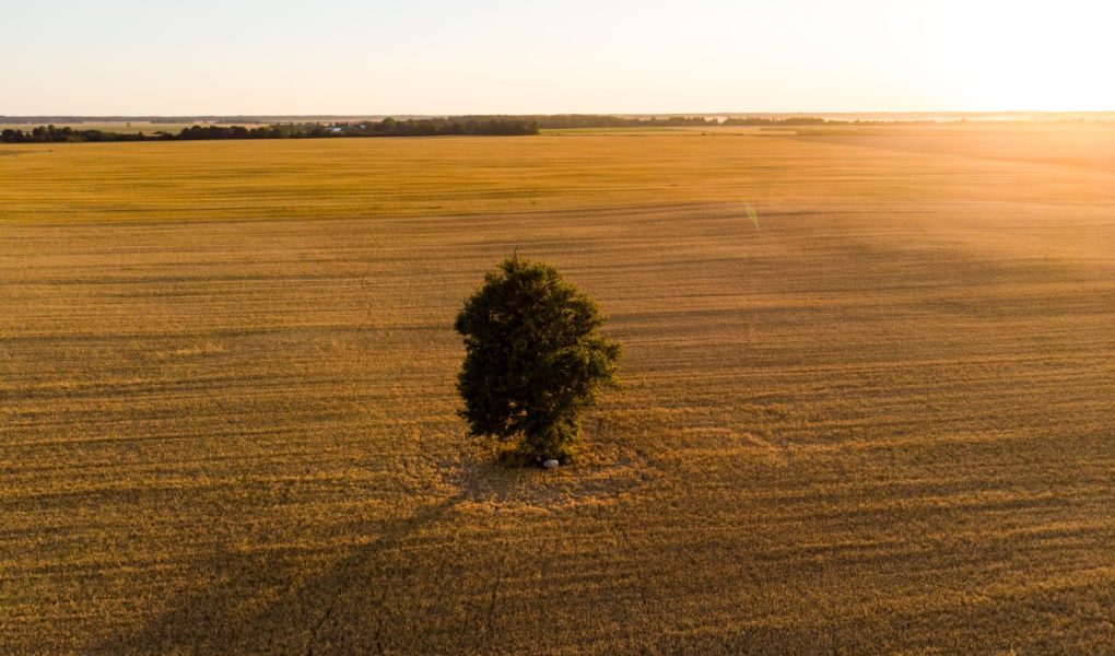 Widok z lotu ptaka na działki rolne z różnymi uprawami. Samotne drzewo na środku pola. Pola z belami siana i pola uprawne na Litwie. Słoneczny letni wieczór.