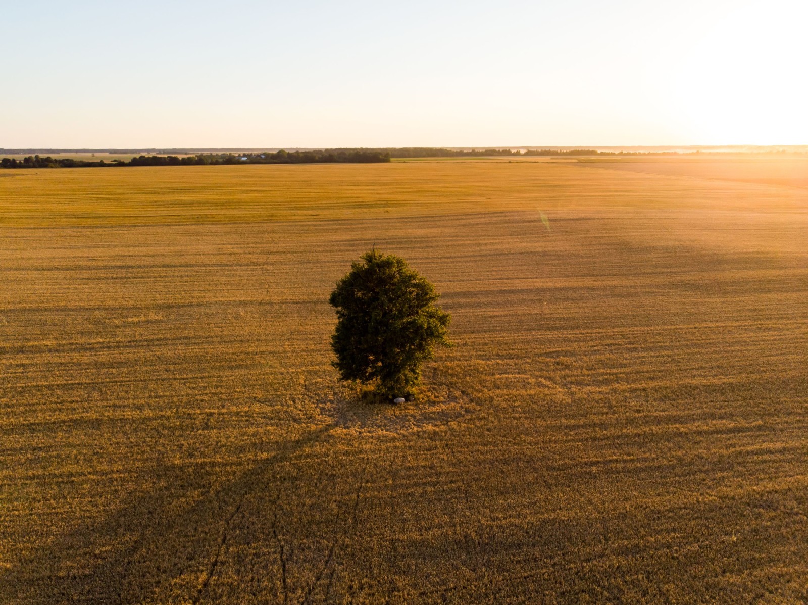 Widok z lotu ptaka na działki rolne z różnymi uprawami. Samotne drzewo na środku pola. Pola z belami siana i pola uprawne na Litwie. Słoneczny letni wieczór.