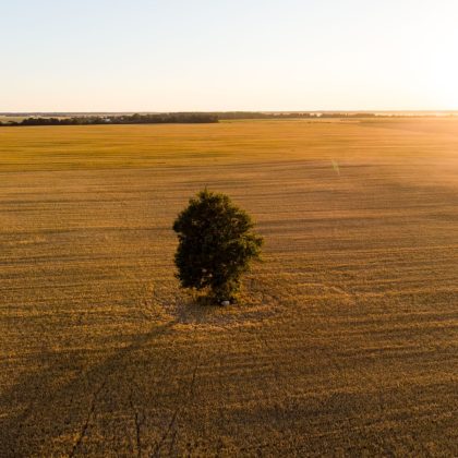 Widok z lotu ptaka na działki rolne z różnymi uprawami. Samotne drzewo na środku pola. Pola z belami siana i pola uprawne na Litwie. Słoneczny letni wieczór.