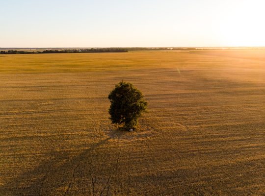 Widok z lotu ptaka na działki rolne z różnymi uprawami. Samotne drzewo na środku pola. Pola z belami siana i pola uprawne na Litwie. Słoneczny letni wieczór.