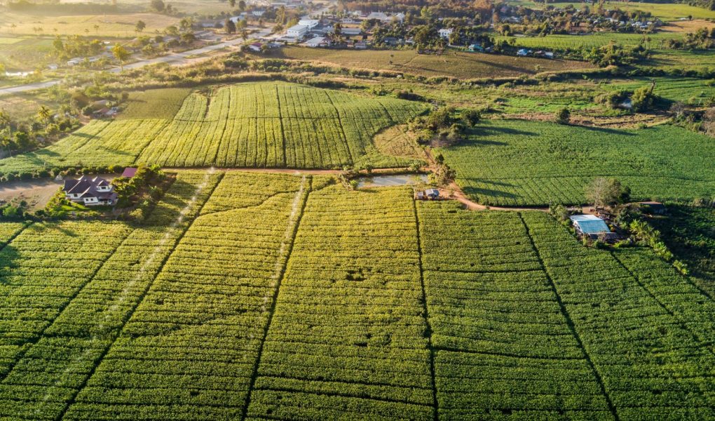 Widok z lotu ptaka na zielone pole kukurydzy i wieś o poranku. Abstrakcyjne geometryczne kształty działek rolnych. Bujny krajobraz na wsi. Koncepcje przyrody i rolnictwa