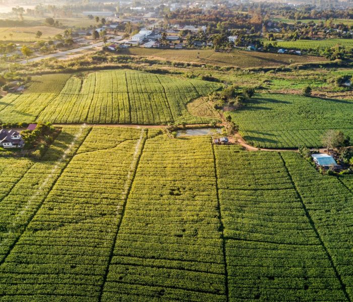 Widok z lotu ptaka na zielone pole kukurydzy i wieś o poranku. Abstrakcyjne geometryczne kształty działek rolnych. Bujny krajobraz na wsi. Koncepcje przyrody i rolnictwa