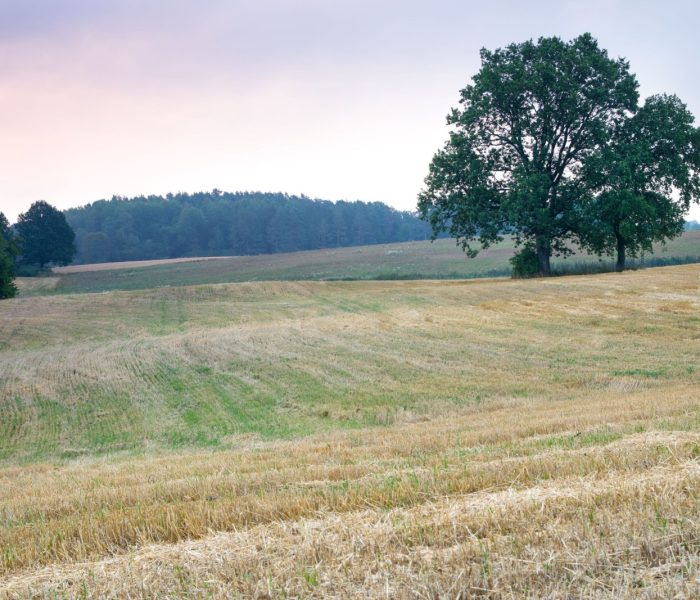 Letni krajobraz wiejski. Dęby rosnące na ściernisku.