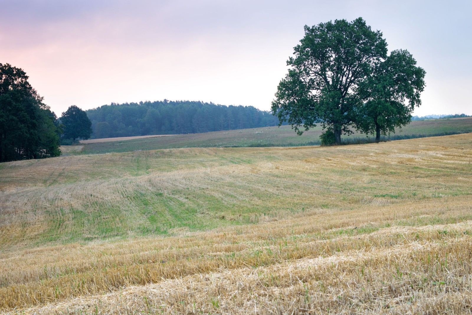 Letni krajobraz wiejski. Dęby rosnące na ściernisku.
