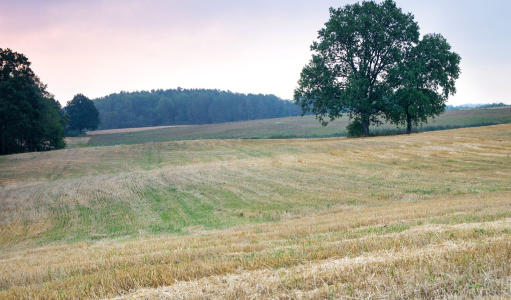 Letni krajobraz wiejski. Dęby rosnące na ściernisku.