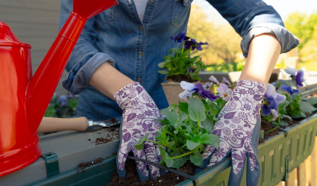 Ogrodnicy ręce sadzenia kwiatów w doniczce z ziemi lub gleby w pojemniku na tarasie balkonie ogrodzie. Koncepcja ogrodu